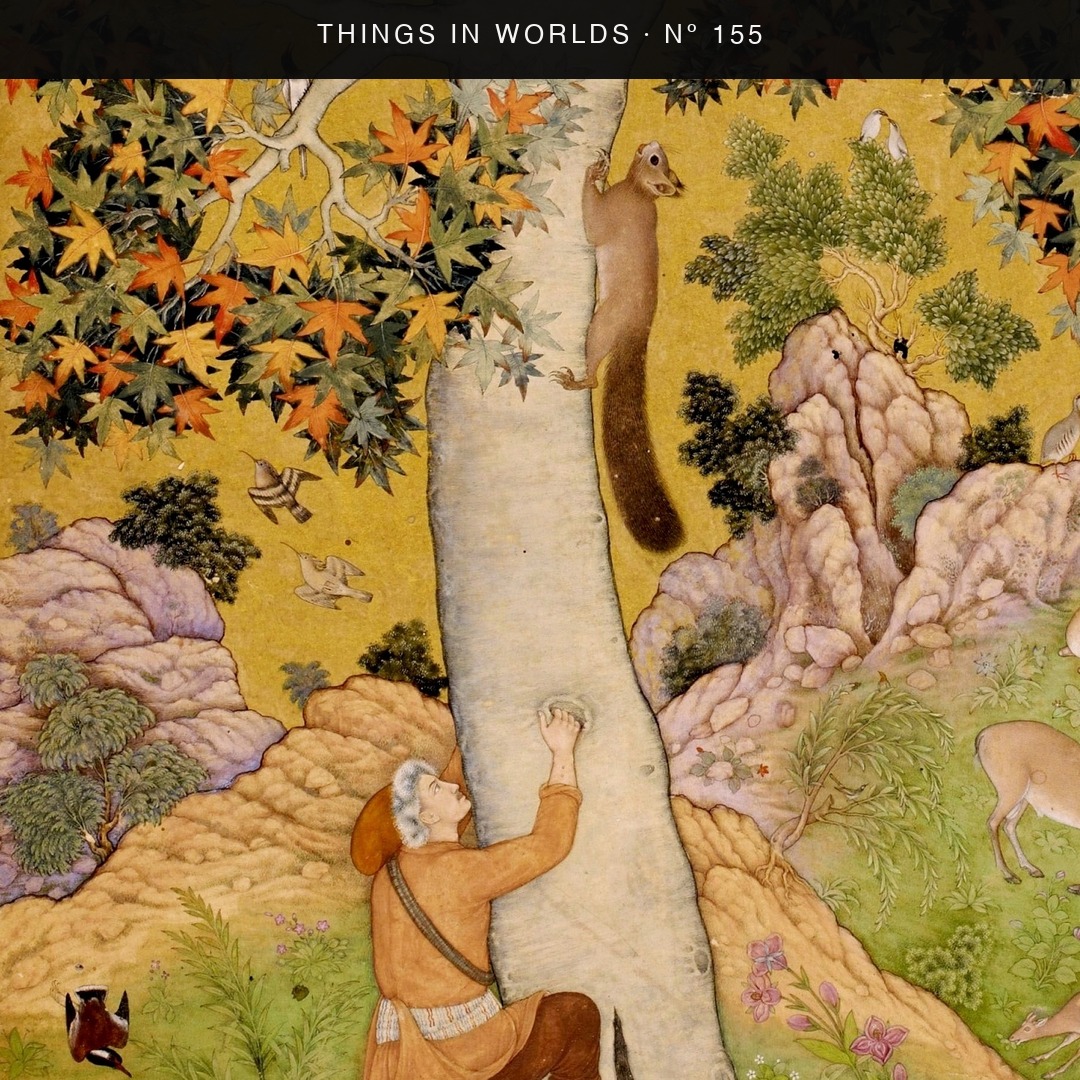 Detail of Squirrels in a Chinar Tree